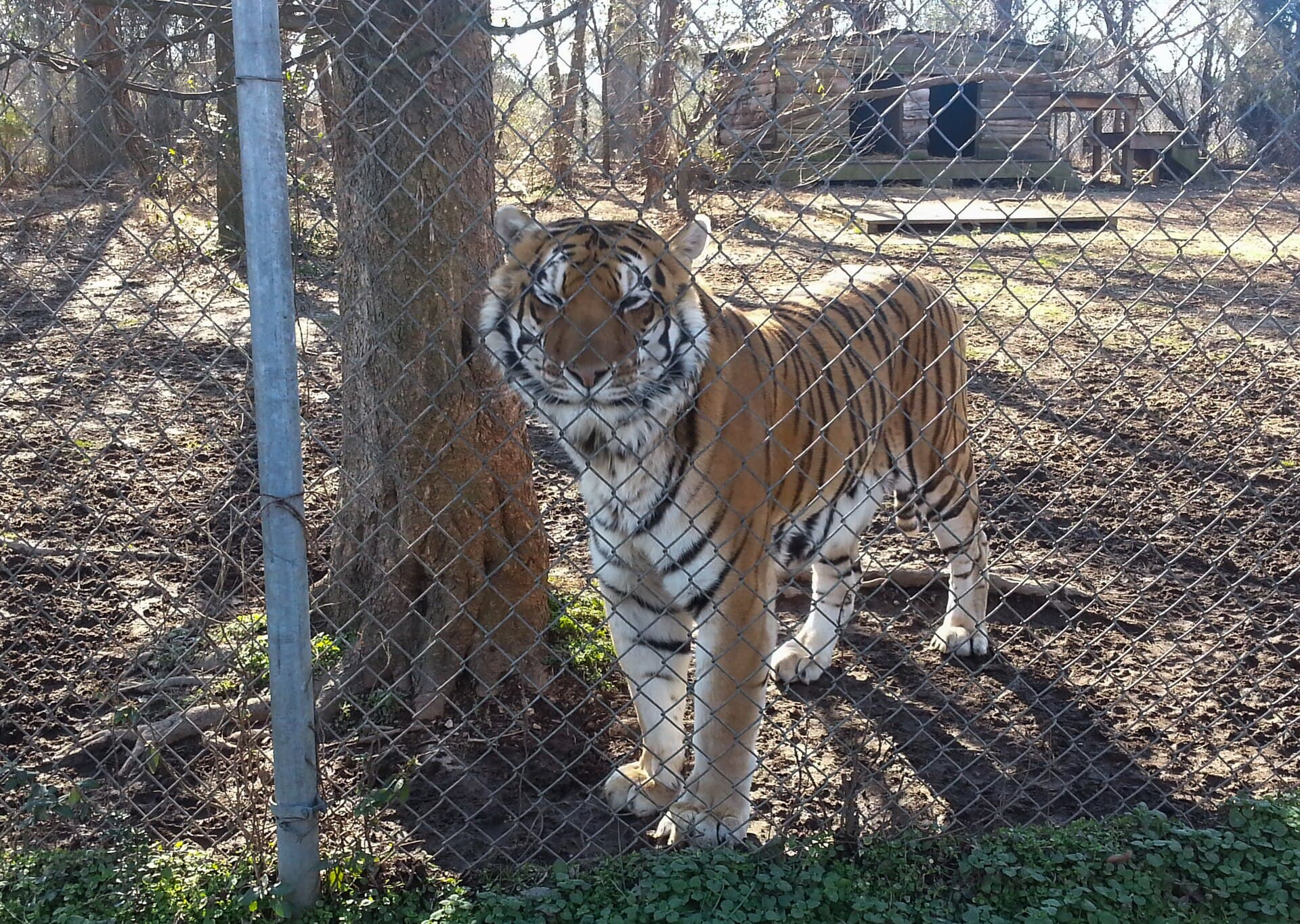 A rescued tiger stands facing the camera inside a fenced sanctuary enclosure, a wooden den behind it